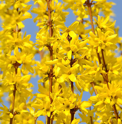 Forsythia 'Week end'