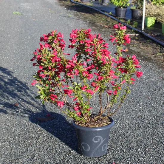 Weigelia 'Red prince' — arbuste fleuri en pot sur allée gravillonnée · Pot 7.5L