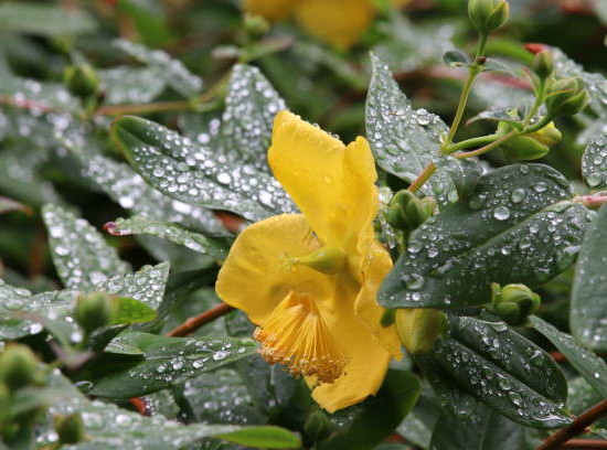 Millepertuis de hooker 'Hidcote'