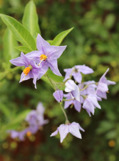 Morelle faux jasmin 'Bleu'