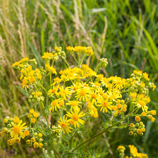 Millepertuis arbustif 'hicdote'