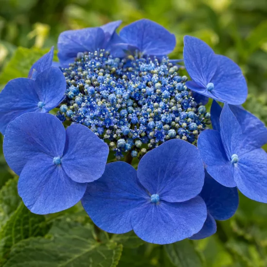 Hortensia 'Blaumeise' (Hydrangea macrophylla) — gros plan d’inflorescence plate bleue