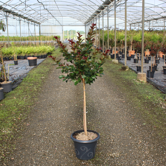 Lilas des indes 'Pink velour'