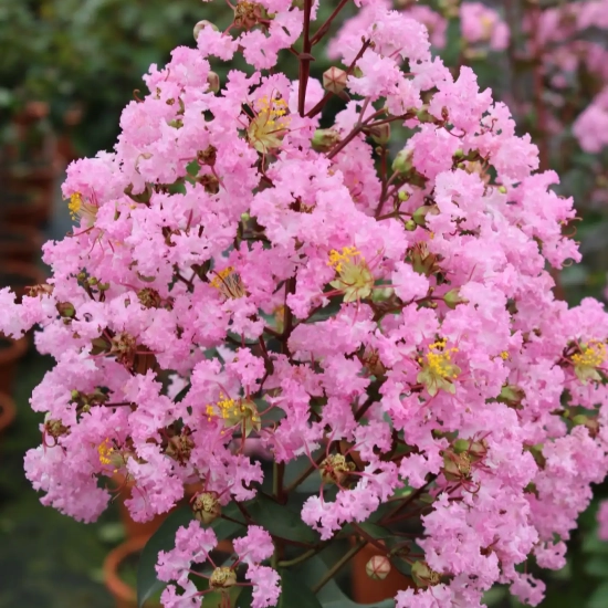 Lilas des indes 'Rhapsody in pink'