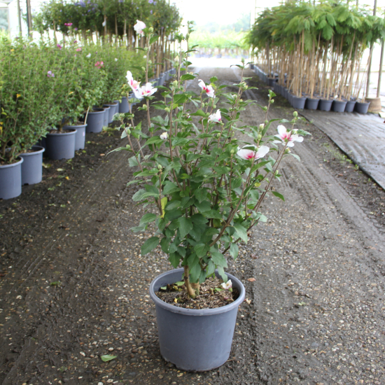 Althéa 'Red heart blanc'