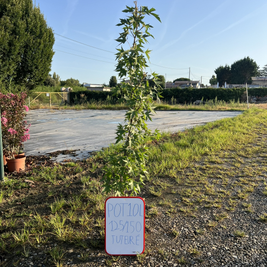 Copalme d'amérique 'Worplesdon '