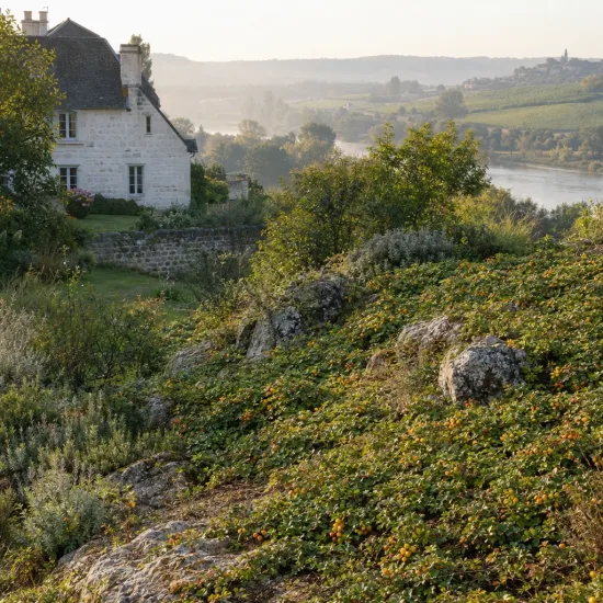 Framboisier rampant de taïwan 'Emerald carpet' (Rubus pentalobus) — couvre-sol fruité sur pente rocheuse, paysage · Photo d'illustration