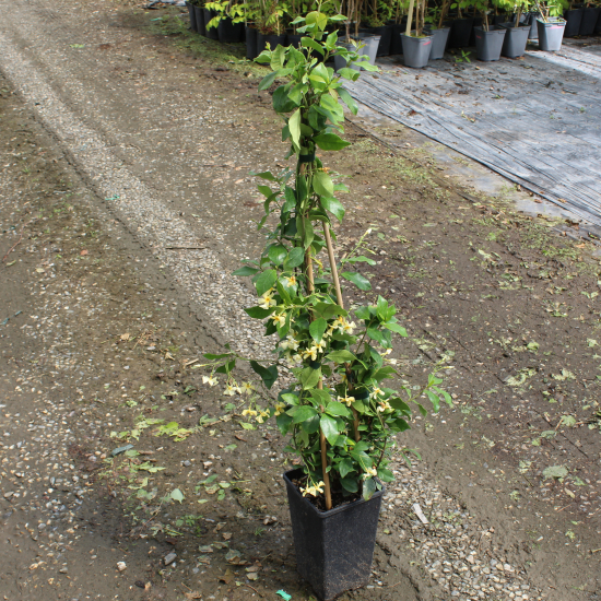 Jasmin étoilé jaune 'Mandaianum'