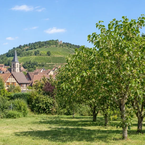 Mûrier blanc 'Milanówek' (Morus alba) — alignement d’arbres au feuillage dense devant un village · Photo d'illustration