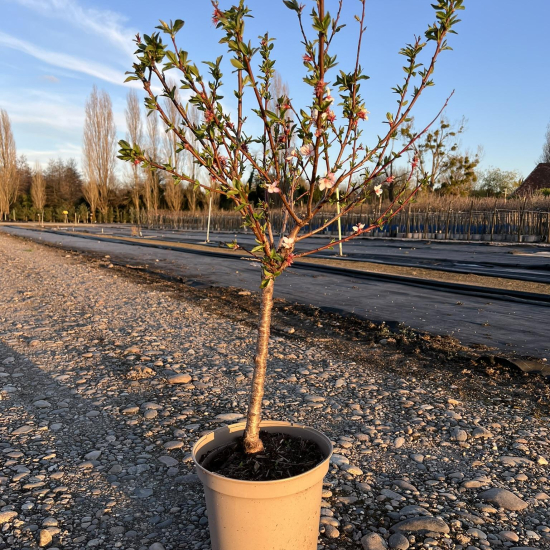 Abricotier 'Garden aprigold'