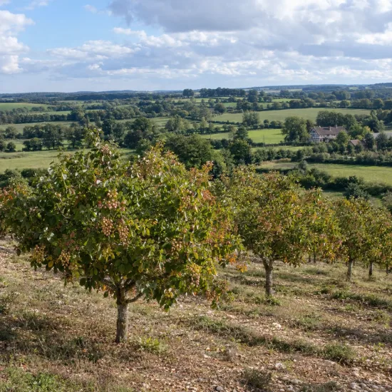 Pistachier vrai 'Sirora' (Pistacia vera) — rangée d’arbres fruitiers sur colline en pente · Photo d'illustration