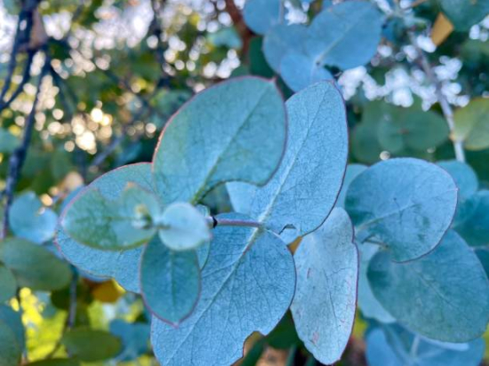 Eucalyptus à feuilles rondes 'Azura'