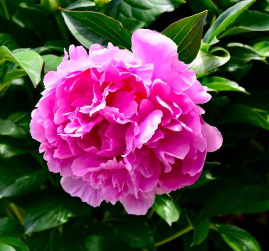 Pivoine 'Amabilis rose tendre'