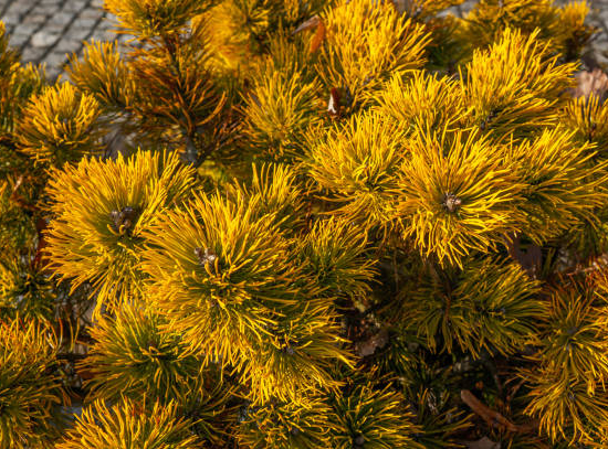 Pin de montagne 'Carsten s wintergold'