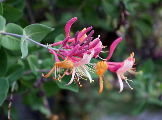 Chèvrefeuille du japon 'Chinensis'