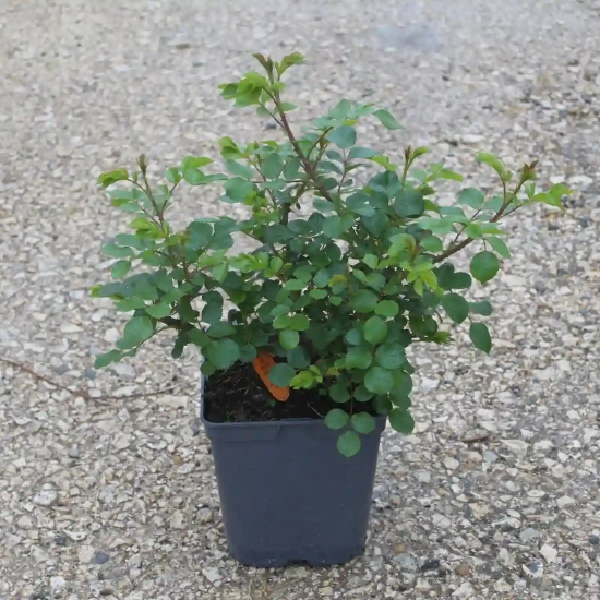 Rosier 'Les quatre saisons '