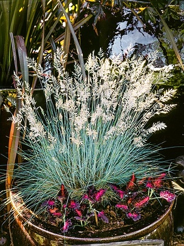 Fétuque bleue 'Elihja blue'