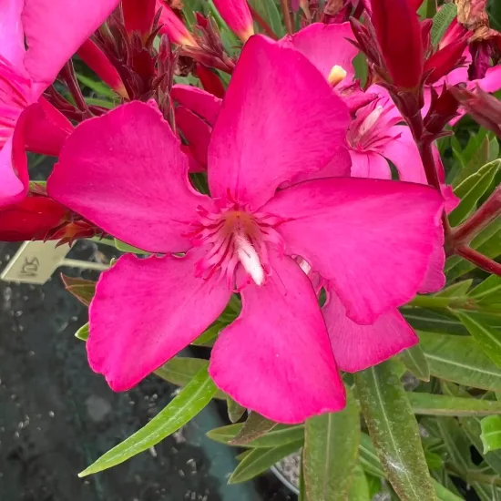 Laurier rose 'Ville de Sernhac' (Nerium oleander)