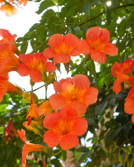 Bignone à grandes fleurs