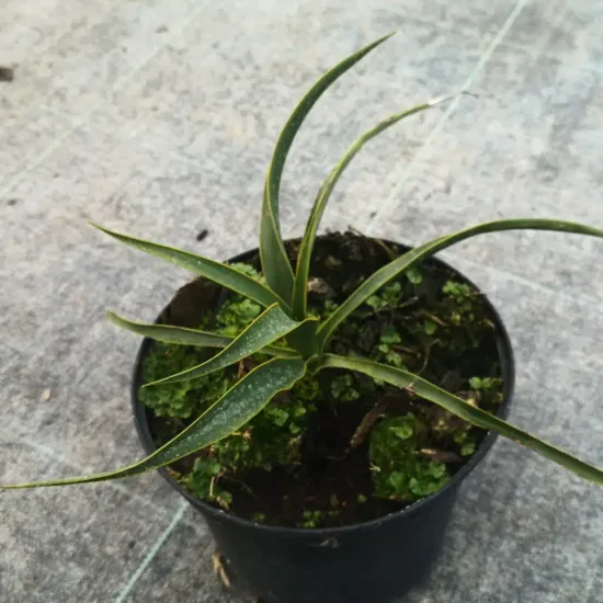 Yucca ondulé (Yucca rupicola) — jeune plant à longues feuilles étroites en pot · Pot 2.5L