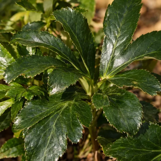 Hellébore 'Whitelady' (Helleborus orientalis) — gros plan sur feuillage vert brillant découpé · Photo d'illustration