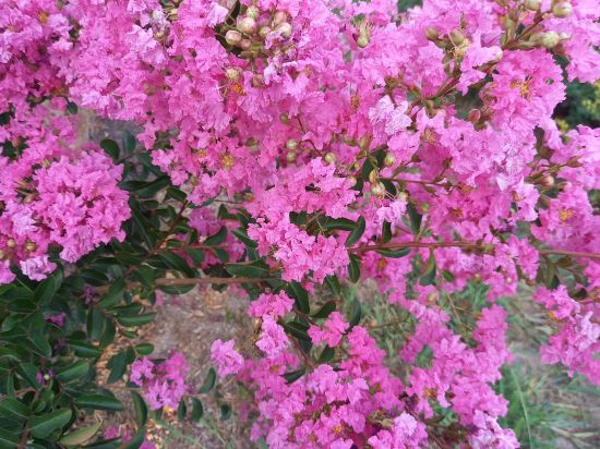 Lilas des indes 'Auguste violet'