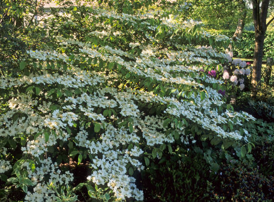 Viorne de chine 'Mariesii'