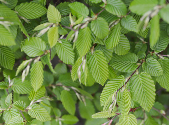 Charme commun 'Fastigiata elague'