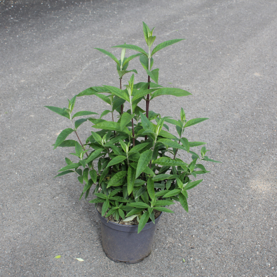 Arbre aux papillons 'rouge royal'