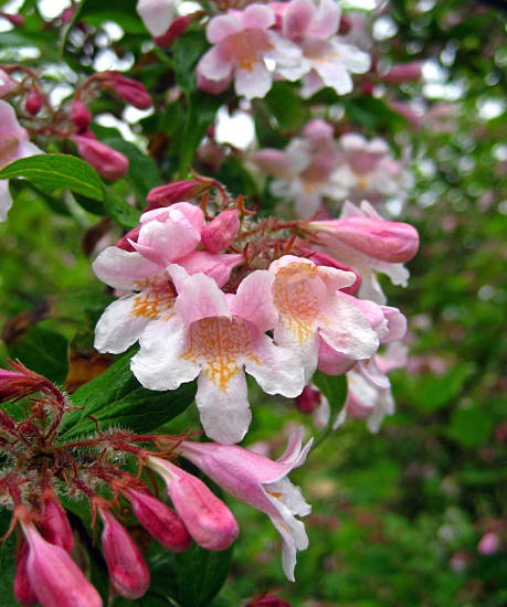 Buisson de beauté 'Pink cloud'