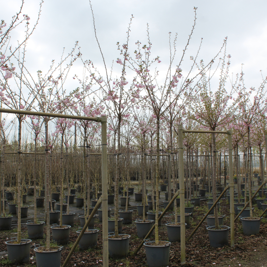 Cerisier du japon 'Accolade'
