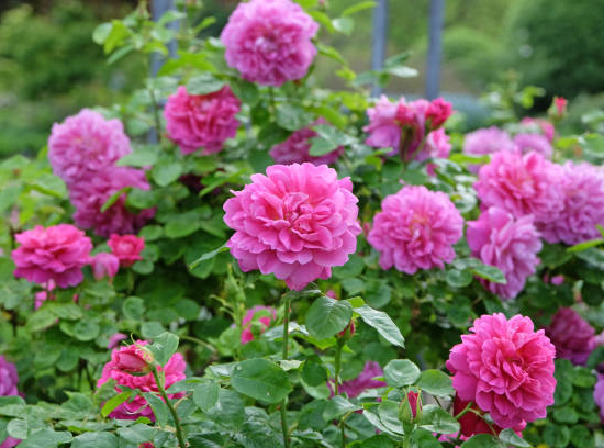Rosier 'Gertrude jekyll '