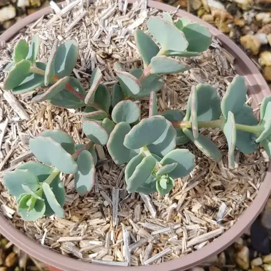 Sedum (Sedum sieboldii) — jeune plante succulente en pot de culture · Pot 2.5L Touffe