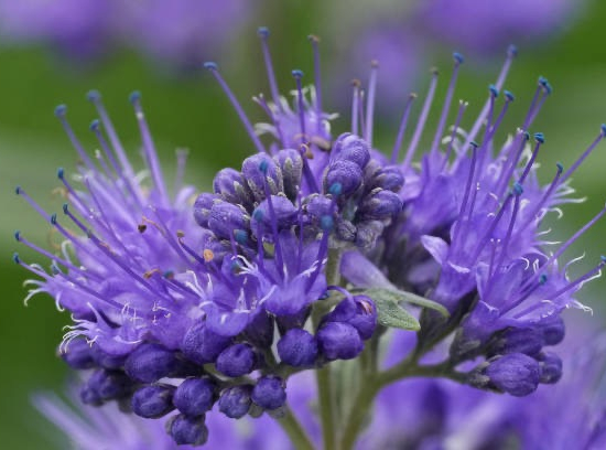 Caryopteris Grand Bleu
