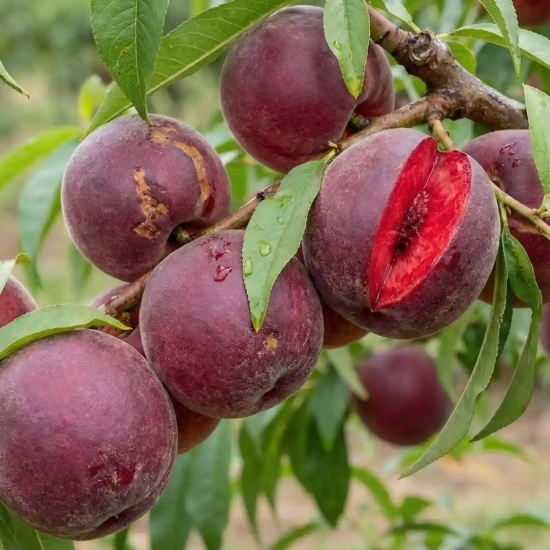 Pêcher 'Sanguine de savoie'