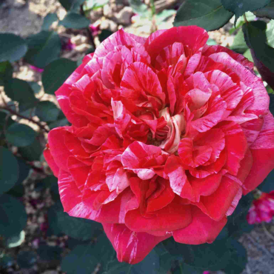 Rosier 'Berthe morisot '