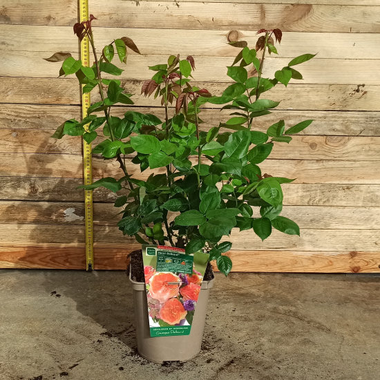 Rosier 'Henri delbard '