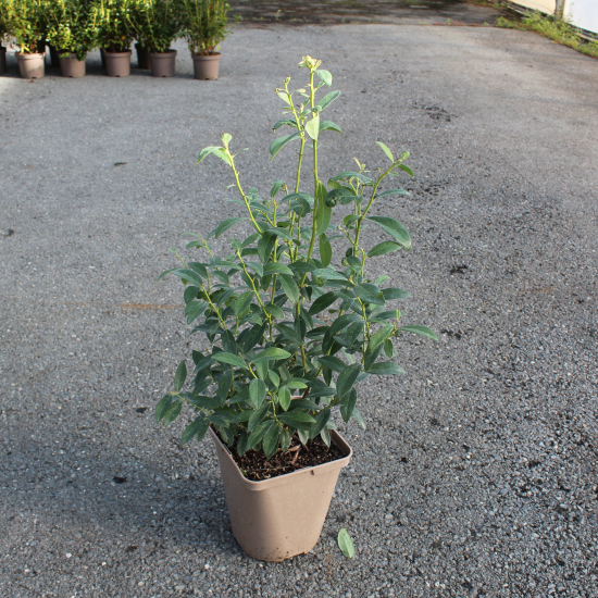 Myrtille arbustive 'Patriot'