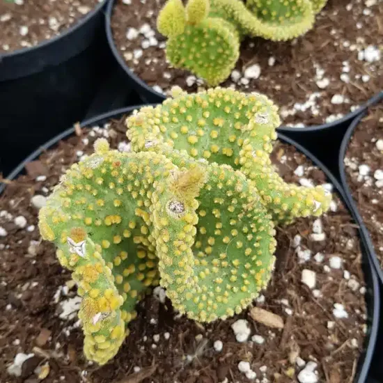 Figuier de barbarie 'Undulata' (Opuntia) — cactus segmenté bosselé en pot de culture