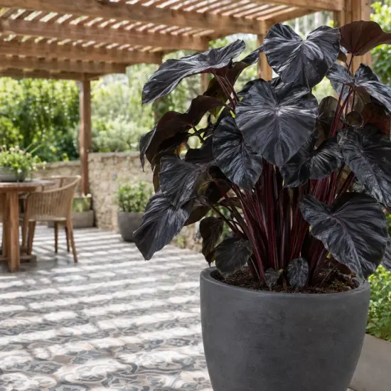 Colocasia 'Diamond head' (Colocasia esculenta) — grand feuillage sombre en pot sur terrasse, photo 2