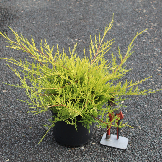 Genévrier 'Old gold'