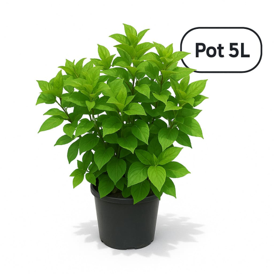 Hortensia paniculé 'Little lime'