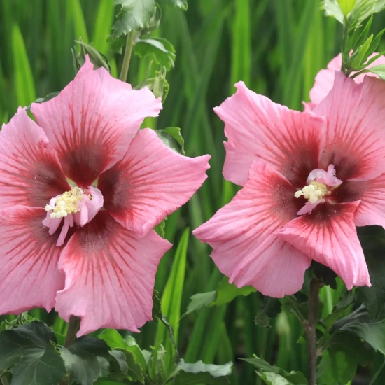 Althéa 'Hibisa rosada'