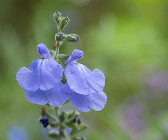 Sauge de graham 'So cool pale blue'