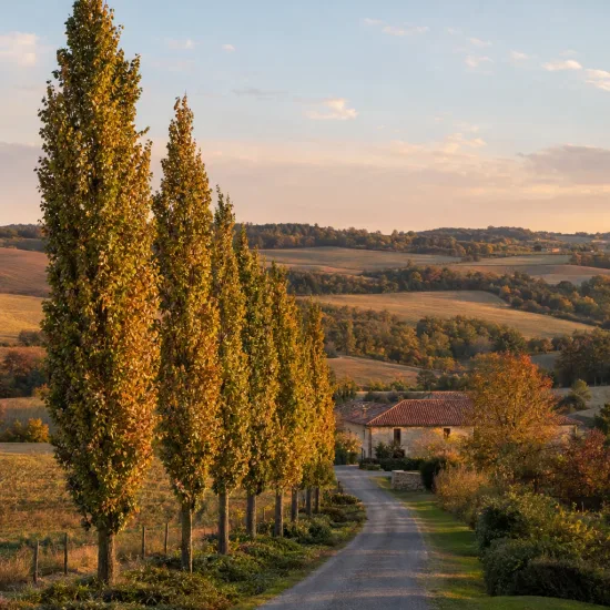 Chêne colonnaire 'Wind candle' (Quercus × warei) — alignement d'arbres élancés bordant un chemin rural · Photo d'illustration