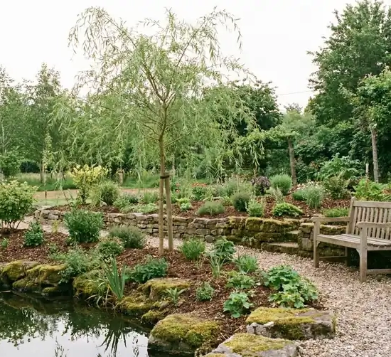 Saule pleureur 'Tristis'