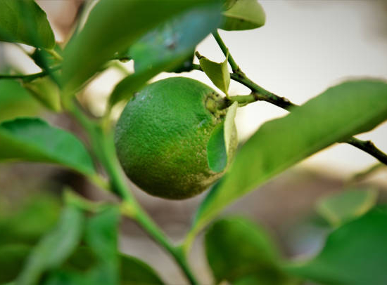 Limequat