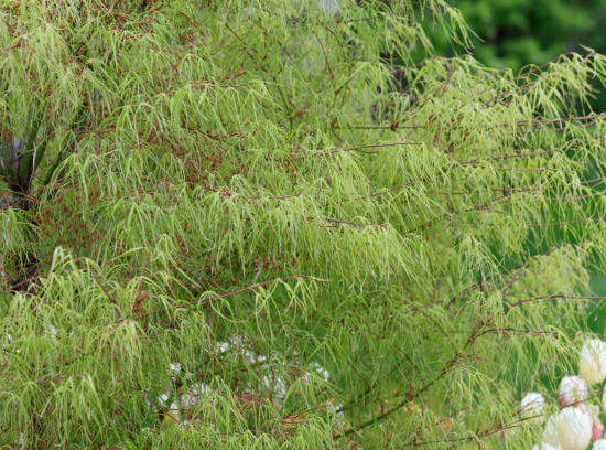 Érable du japon 'Dissectum emerald lace'