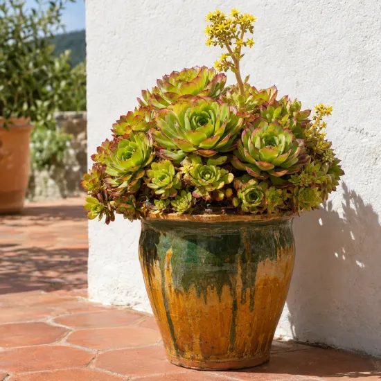 Succulente 'Surreal diamond' (Semponium) — succulente en grand pot vernissé sur terrasse · Photo d'illustration