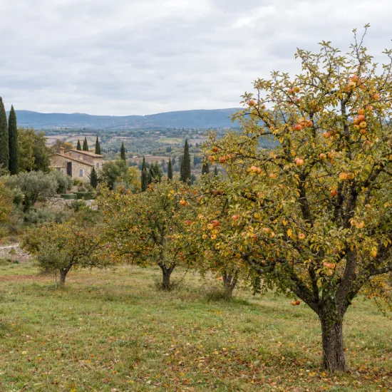 Pommier 'Eri sagarra' (Malus domestica) — verger d'arbres fruitiers chargés de pommes · Photo d'illustration